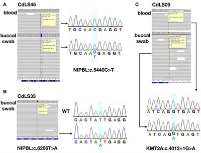 Genetic Mosaicism in a Group of Patients With Cornelia de Lange Syndrome